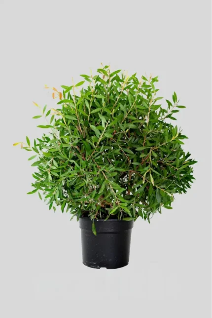 CALLISTEMON LEAVIS