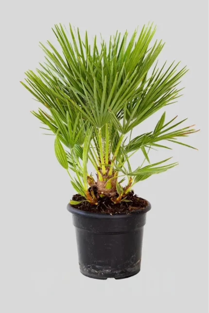 CHAMAEROPS HUMILIS