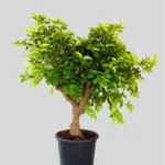 CITRUS LATIFOLIA (Lima)