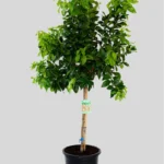 CITRUS LIMON (Limonero)