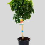 CITRUS PARADISI (Pomelo)