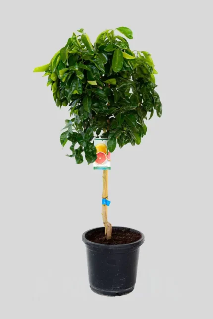 CITRUS PARADISI (Pomelo)