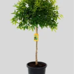 CITRUS RETICULATA (Mandarino)