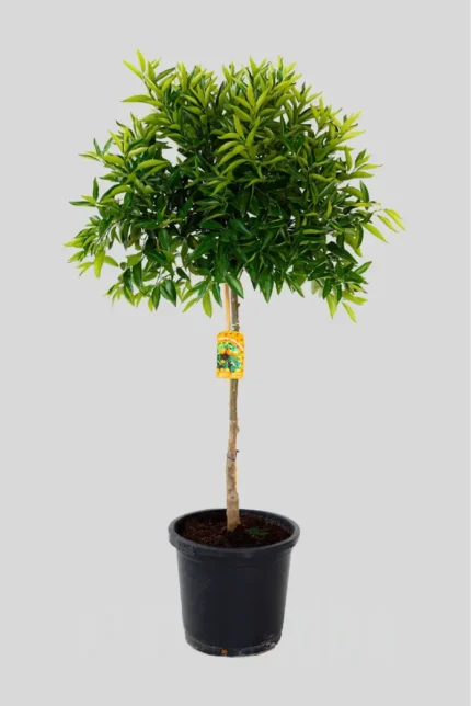 CITRUS RETICULATA (Mandarino)