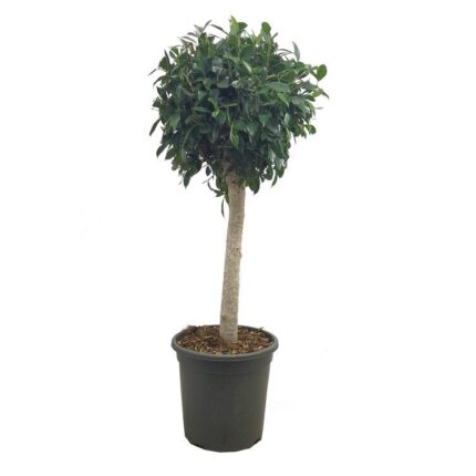 FICUS NITIDA