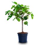 FICUS CARICA