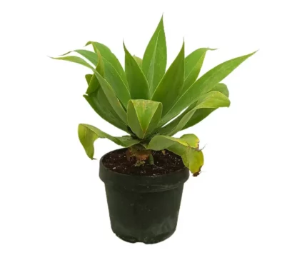 AGAVE ATTENUATA