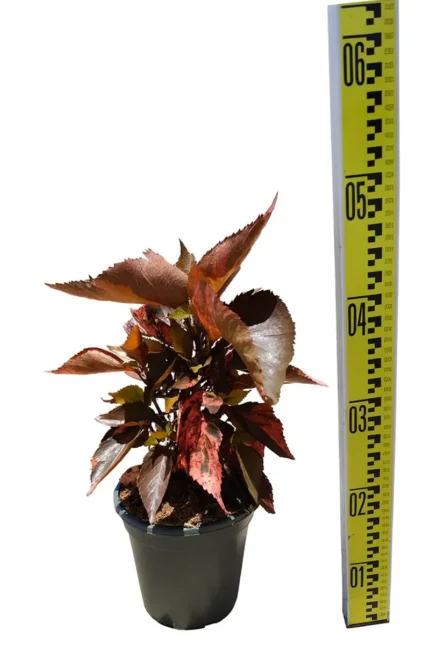 ACALYPHA WILKESIANA