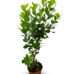 Close-up of Arbutus Unedo (Strawberry Tree) showing its characteristic red berries and evergreen foliage.