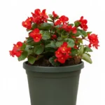 BEGONIA X HYBRIDA BIG