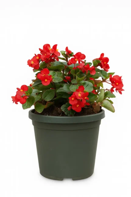BEGONIA X HYBRIDA BIG