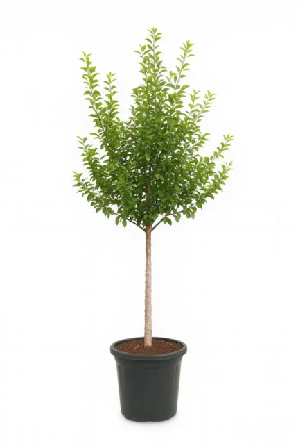 BOMBAX CEIBA