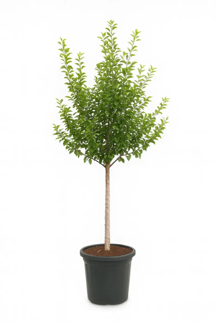 BOMBAX CEIBA