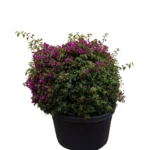 BOUGAINVILLEA GLABRA 'SANDERIANA'