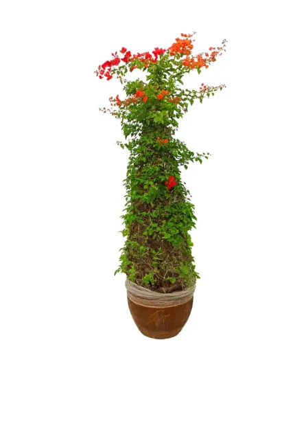 BOUGAINVILLEA HYBRIDA