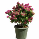 BOUGAINVILLEA MINI THAI