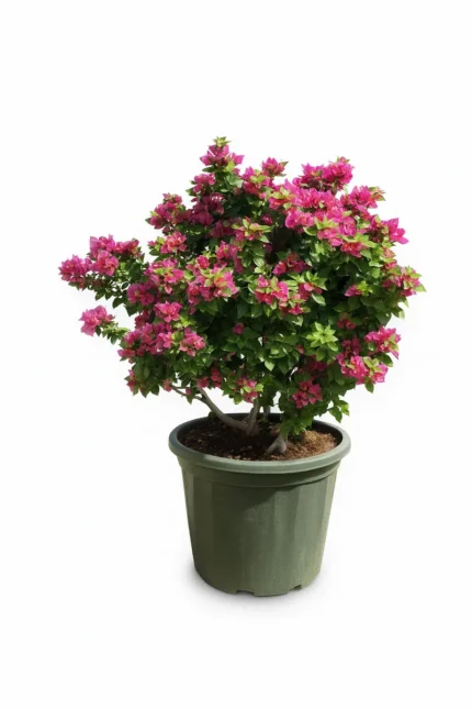 BOUGAINVILLEA MINI THAI