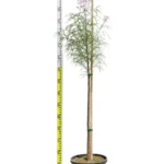 BRACHYCHITON RUPESTRIS