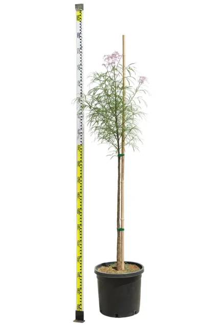 BRACHYCHITON RUPESTRIS