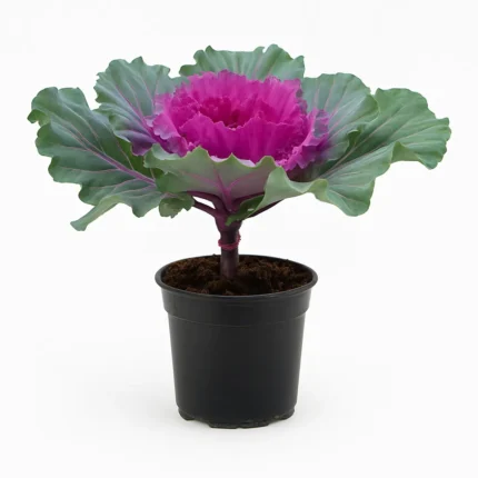 BRASSICA OLERACIA