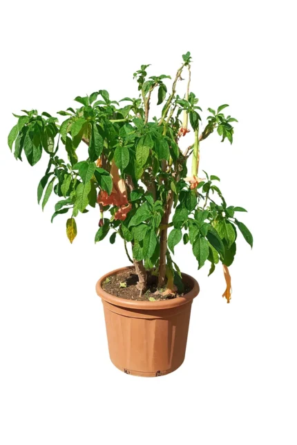 BRUGMANSIA ARBOREA
