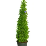 BRUNFELSIA PAUCIFLORA