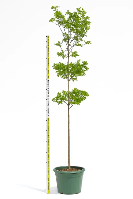 BUCIDA BUCERAS