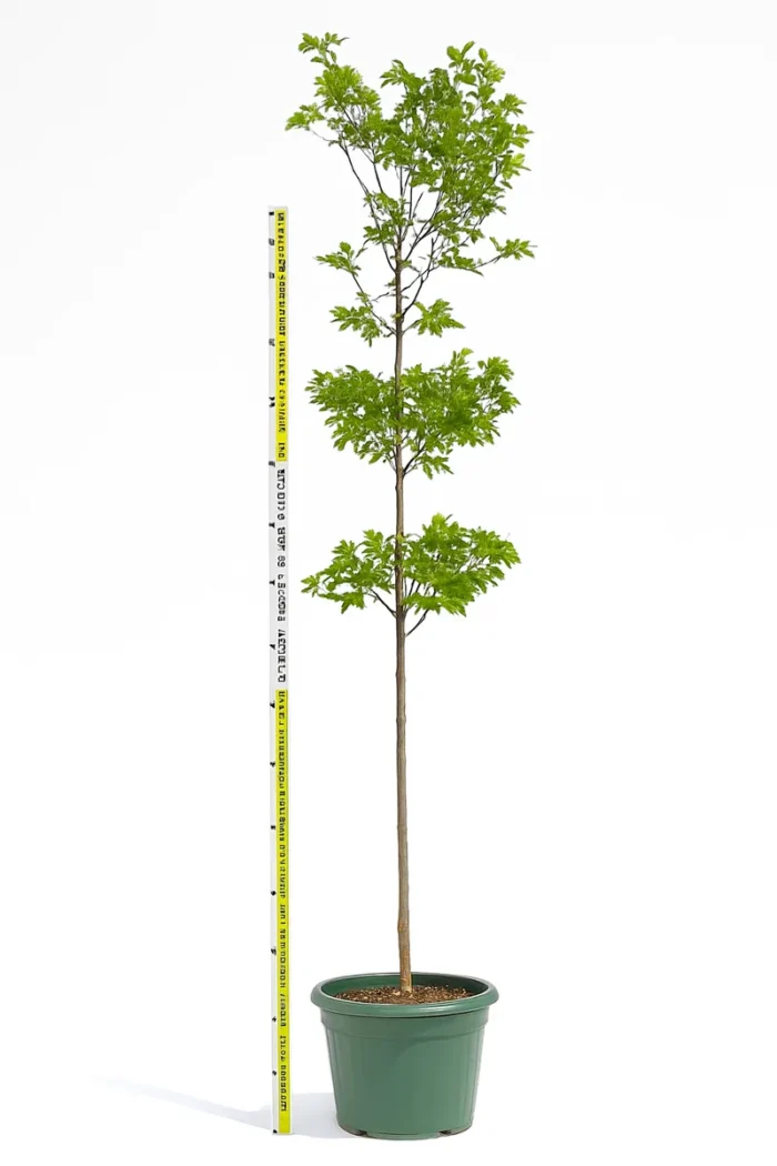 BUCIDA BUCERAS