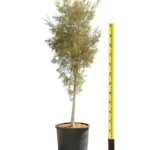 BUCIDA BUCERAS SHADY LADY