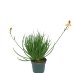 BULBINE FRUTESCENS 'HALLMARK'