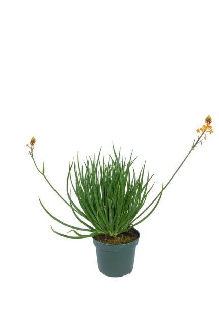 BULBINE FRUTESCENS 'HALLMARK'