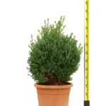 BUXUS MACROPHYLLA ROTUNDIFOLIA