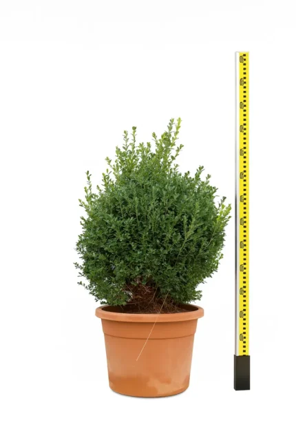 BUXUS MACROPHYLLA ROTUNDIFOLIA