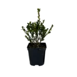 BUXUS MICROPHYLLA 'FAULKNER'