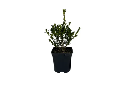 BUXUS MICROPHYLLA 'FAULKNER'