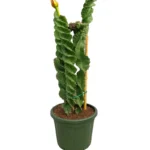 CACTUS- CEREUS FORBESII CV. SPIRALIS