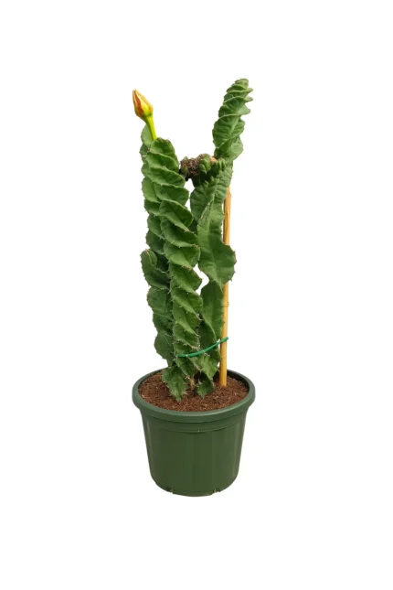 CACTUS- CEREUS FORBESII CV. SPIRALIS