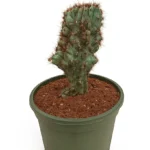 CACTUS-CEREUS PERUVIANUS VAR MONSTRUOSUS