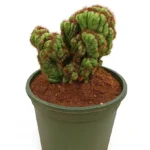 CACTUS-CEREUS PERUVIANUS VAR MONSTRUOSUS CRISTATA