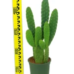 CACTUS- CONSOLEA RUBESCENS