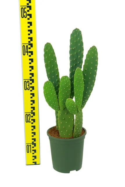 CACTUS- CONSOLEA RUBESCENS