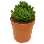 CACTUS EUPHORBIA ENOPLA