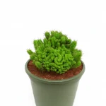 CACTUS EUPHORBIA ENOPLA CRISTATA