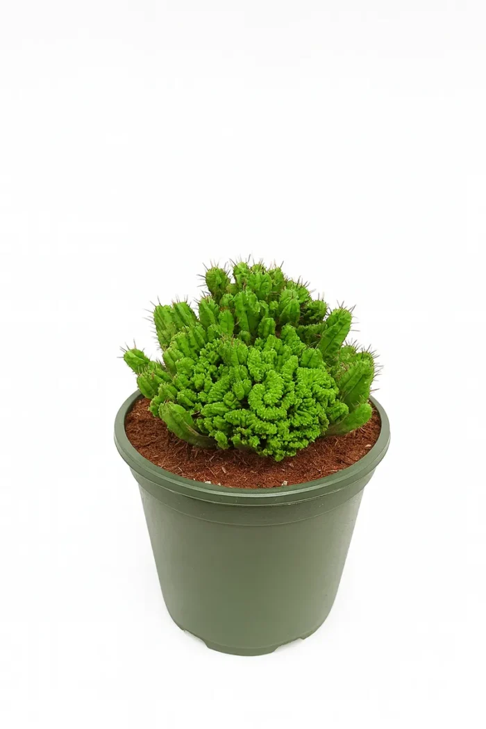 CACTUS EUPHORBIA ENOPLA CRISTATA