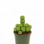CACTUS EUPHORBIA FRUTICOSA