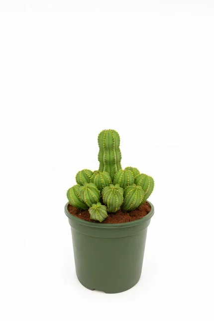 CACTUS EUPHORBIA FRUTICOSA