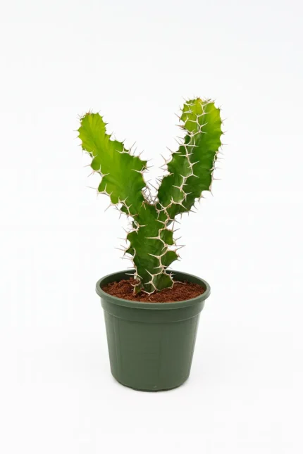 CACTUS EUPHORBIA GRANDICORNIS