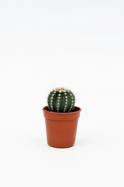 CACTUS FANTASIA MIX