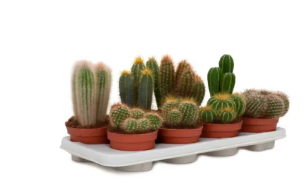 CACTUS MIX