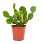 CACTUS MIX EXTRA